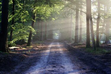 What’s “Forest Bathing”?