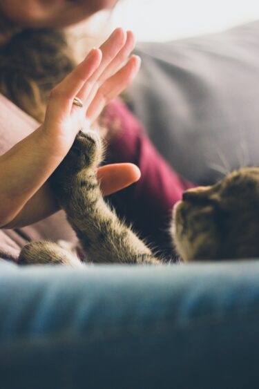 5 อาการที่แมวแสดงออกเพื่อบอกว่ารัก